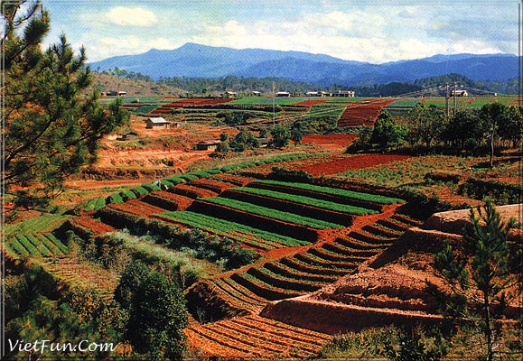 Viet Nam: Da Lat - 4 Seasons Vegetables